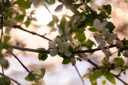 Delicate witte appelbloesems aan een tak