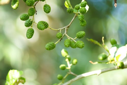 Groene knoppen