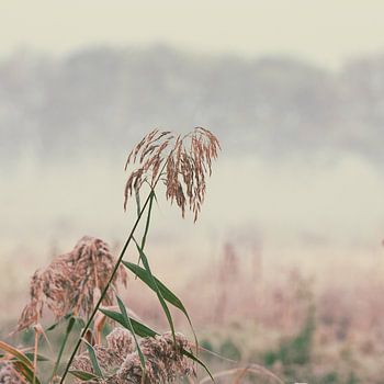 Mist in de Ooijpolder