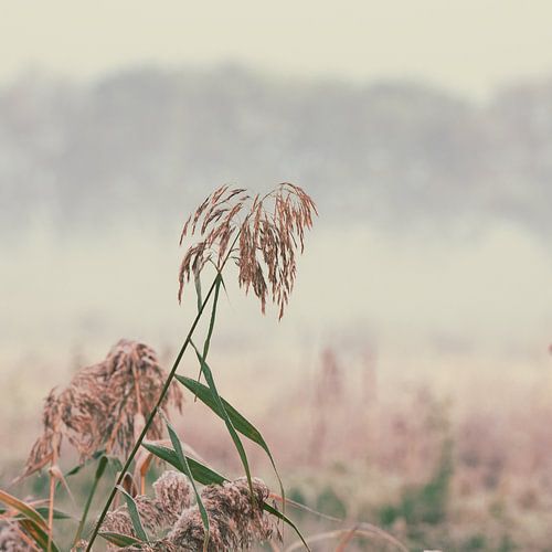 Fog in the Ooijpolder