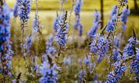 Romantic Purple Flowers