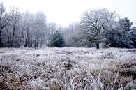 Winterlandschap op de Kampina van H Verdurmen thumbnail