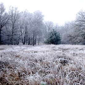 Winterlandschap op de Kampina von H Verdurmen