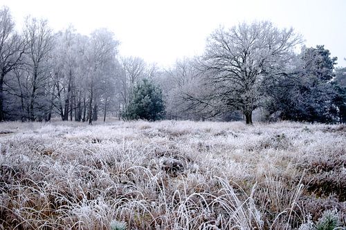 Winterlandschap op de Kampina sur H Verdurmen