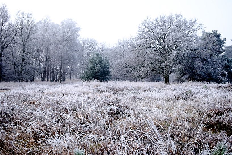 Winterlandschap op de Kampina von H Verdurmen