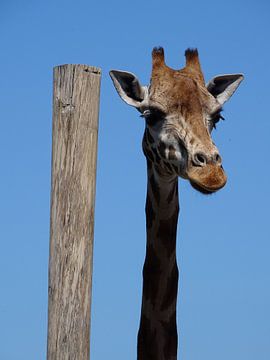 Giraffe met zijn lange nek! van Liv Jongman