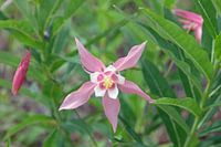 Akelei, bloem, Flower