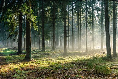 Pijnenburg, coniferous forest in mist with sunbeams
