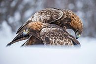 aigle royal dans la neige par Gert Hilbink Aperçu