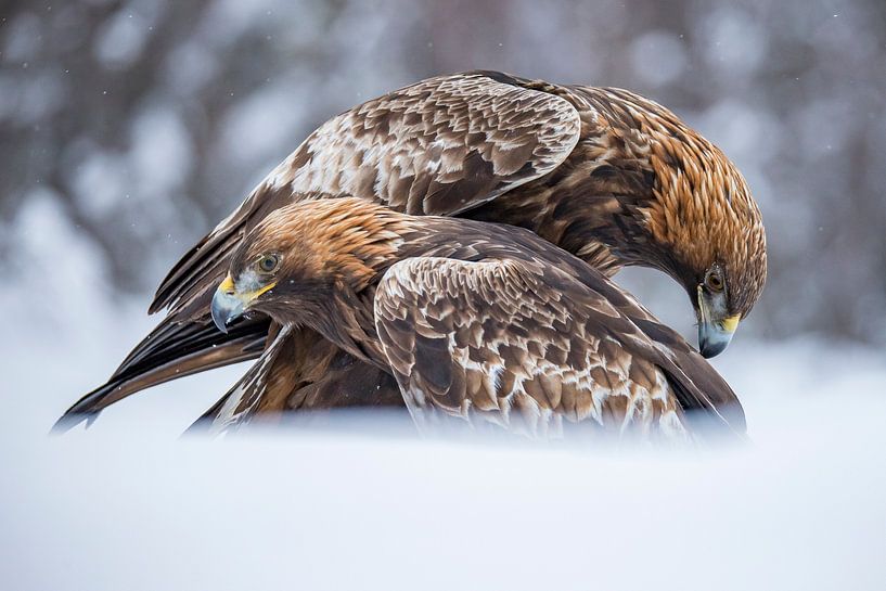 aigle royal dans la neige par Gert Hilbink