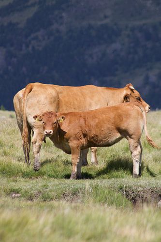 Cow and calf in meadow