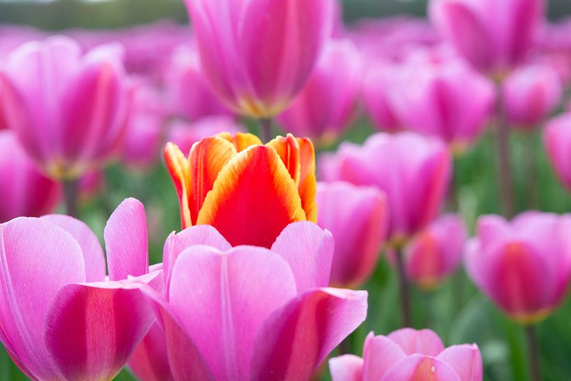 tulips by Henriette Tischler van Sleen