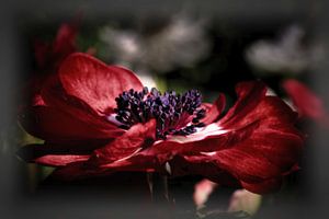 Anemone
