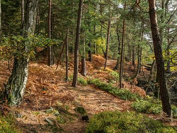 Quirl, Saxon Switzerland - Forest Oberer Rundweg by Pixelwerk