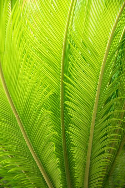 green palm leaves by SusaZoom
