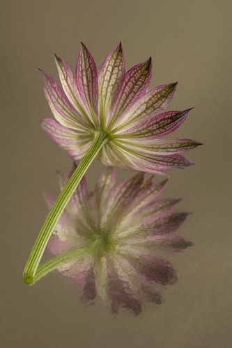 Botanische Brillanz: Abstrakte Spiegelung einer rosa Astrantia major von Marjolijn van den Berg