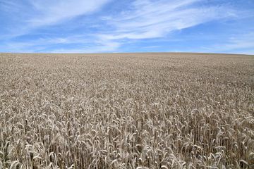 Grain field in Luxembourg by Paul van Baardwijk