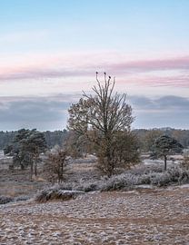 Hatertse und Overasseltse Niedermoore Teil 23 von Tania Perneel