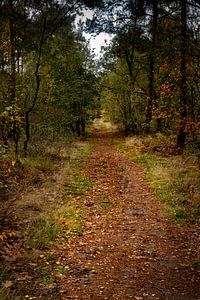 Waldweg im Herbst von Carla van Zomeren