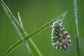 Schmetterling, die orangefarbene Spitze von Danny Slijfer Natuurfotografie