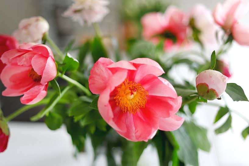 Peonies in a vase, different shades of pink color. van Ans van Heck