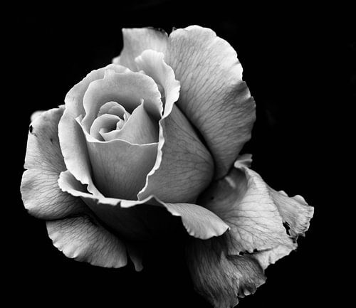 Een Roos , Leven in Black / zwart-wit