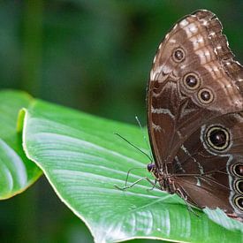 Le papillon Morpho bleu sur Callista de Sterke