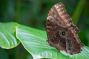 De Blauwe Morpho vlinder van Callista de Sterke