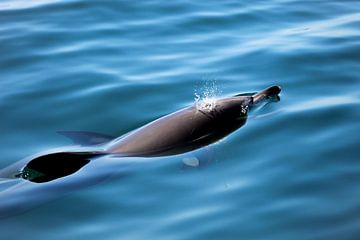 Dolfijn van Cecile van Essen