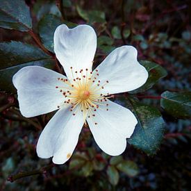 Rosa Wichuraiana van Fowler Fotografie