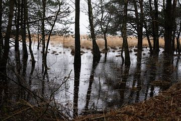 Donkere bomen in bos, Kampina Boxtel van Kim Weijland