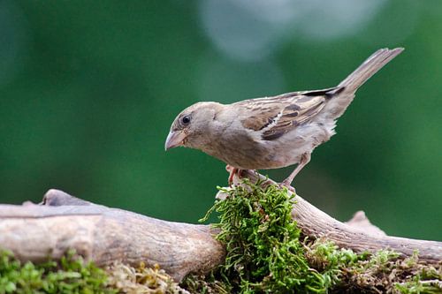 huismus vrouw op tak