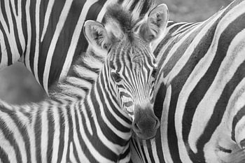 Zwart/Wit baby zebra