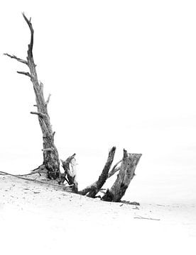 Zwart wit foto van eenzame dode boom bij Wekeromse Zand van Bianca Fortuin