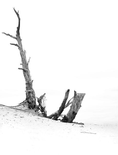 Photo en noir et blanc d'un arbre mort isolé à Wekeromse Zand par Bianca Fortuin