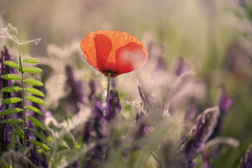 Des coquelicots dans le jardin par Kurt Krause