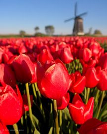 Berkmeermolen von Dirk Jan Piersma