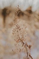 Flower in winter
