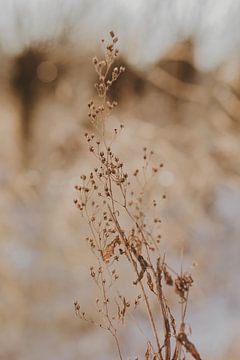 Bloem in de winter van Amber den Oudsten