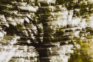 Abstracte boom, sterren van D.Verts