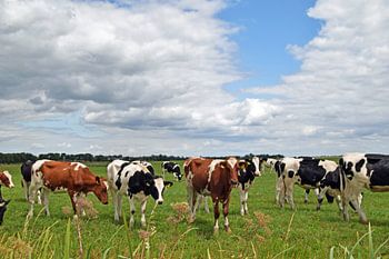 Old Dutch landscape with cows in the meadow near the city of Woerden in the province of Utrecht.