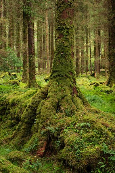 Mossy Rüssel von Licht! Fotografie