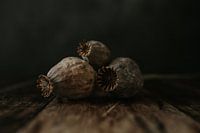 Papaver