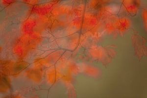 Autumn impression by Diane Cruysberghs