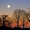 Lune montante derrière les arbres sur Corinne Welp