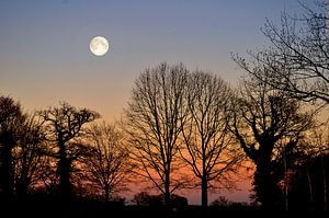 Aufgehender Mond hinter Bäumen