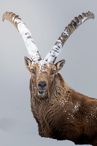 Ibex