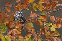 Little Owl (Athene noctua)