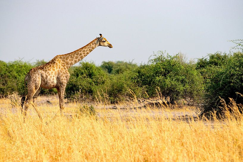 Giraffe im riesigen Chobe-Nationalpark von Merijn Loch