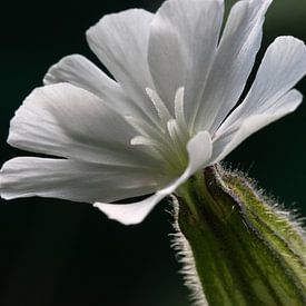 Blanc vierge, tout simplement magnifique ! sur Wim Bodewes